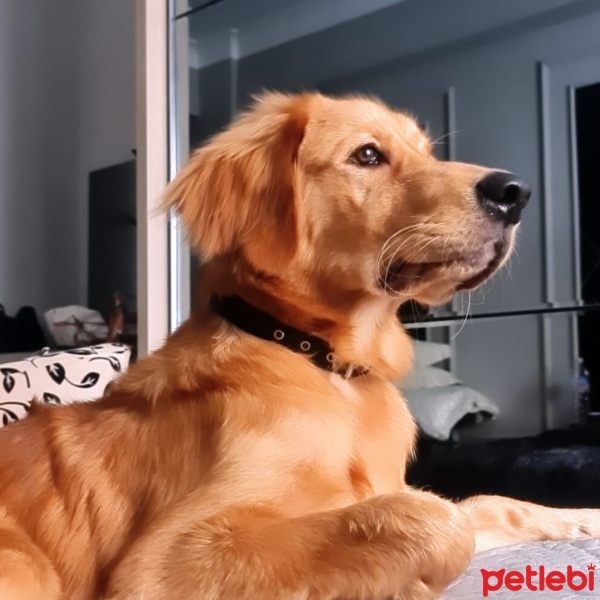 Golden Retriever, Köpek  Charlie fotoğrafı