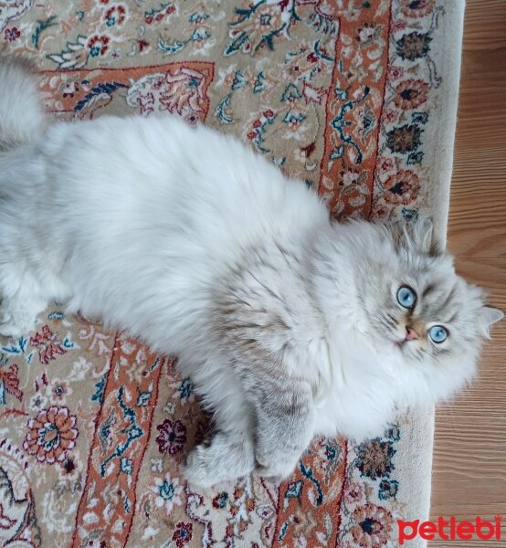 British Longhair, Kedi  MAVİŞ fotoğrafı