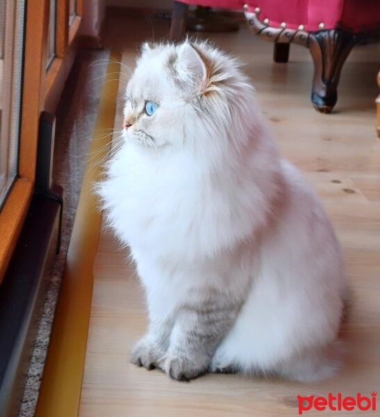 British Longhair, Kedi  MAVİŞ fotoğrafı