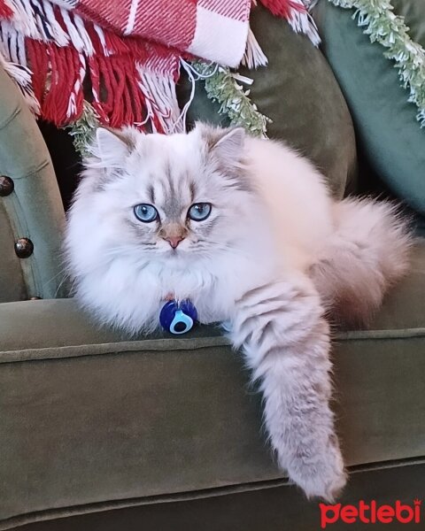 British Longhair, Kedi  MAVİŞ fotoğrafı