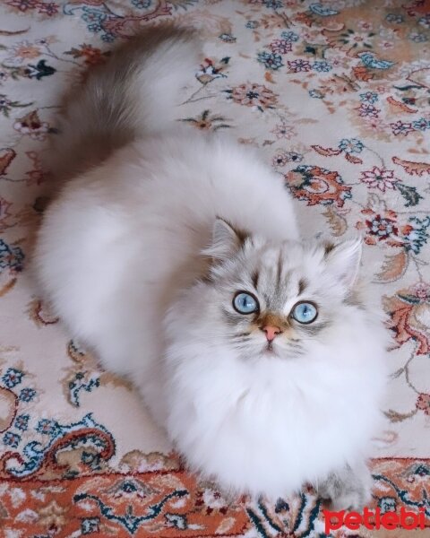 British Longhair, Kedi  MAVİŞ fotoğrafı