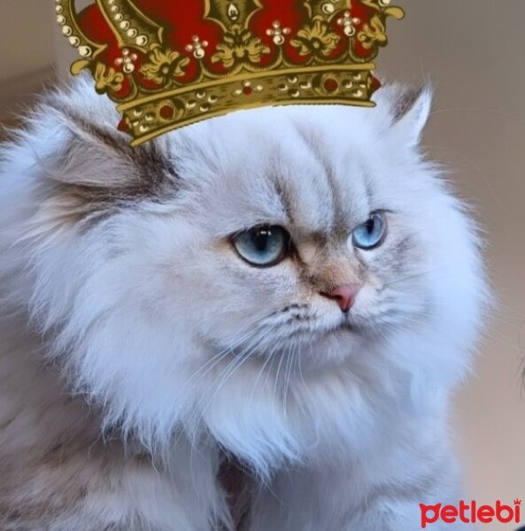 British Longhair, Kedi  MAVİŞ fotoğrafı