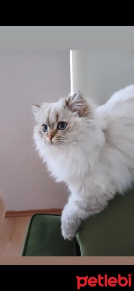 British Longhair, Kedi  MAVİŞ fotoğrafı