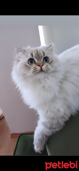 British Longhair, Kedi  MAVİŞ fotoğrafı