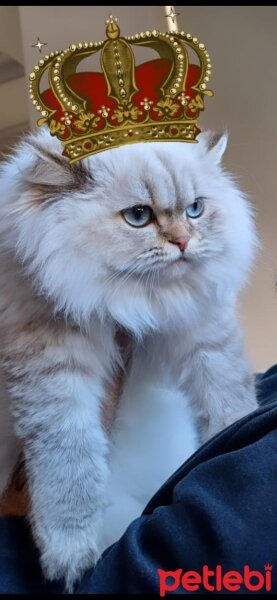 British Longhair, Kedi  MAVİŞ fotoğrafı