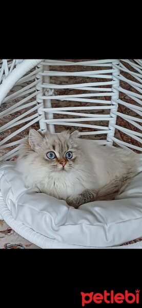 British Longhair, Kedi  MAVİŞ fotoğrafı