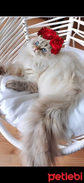 British Longhair, Kedi  MAVİŞ fotoğrafı