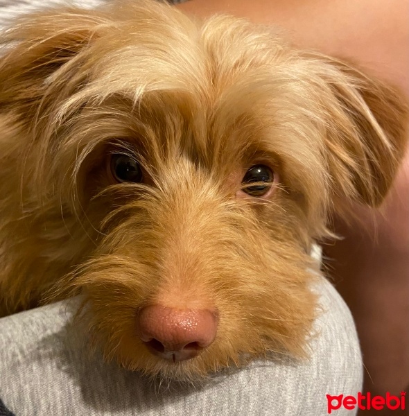 Avustralya Terrier, Köpek  Boby fotoğrafı