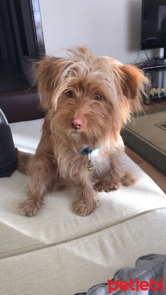 Avustralya Terrier, Köpek  Boby fotoğrafı