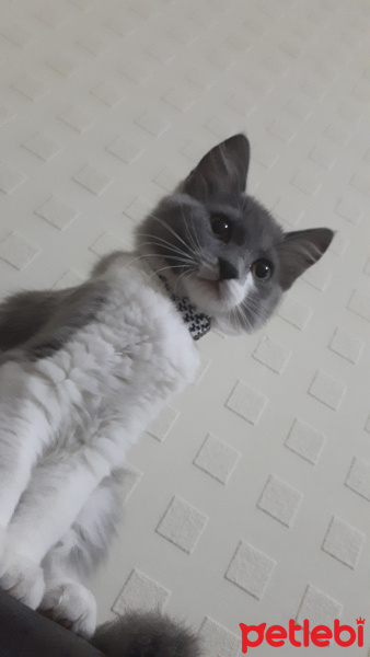 British Shorthair, Kedi  Dadi fotoğrafı