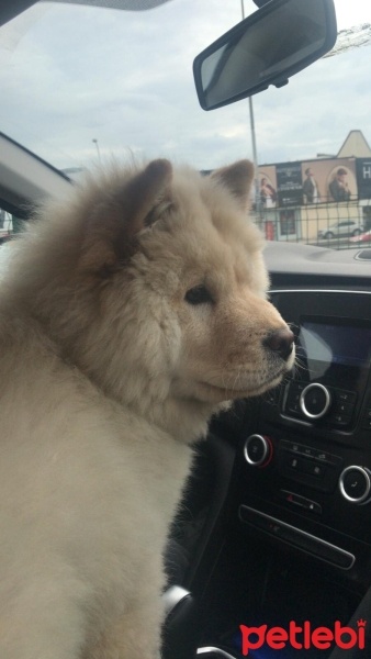 Chow Chow (çin Aslanı), Köpek  Bella fotoğrafı