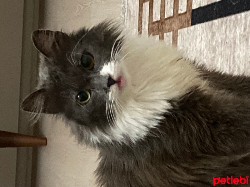 Tekir Kedi, Kedi  Mia fotoğrafı