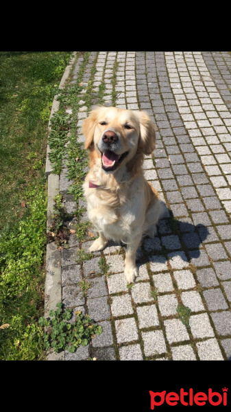Golden Retriever, Köpek  Hera fotoğrafı