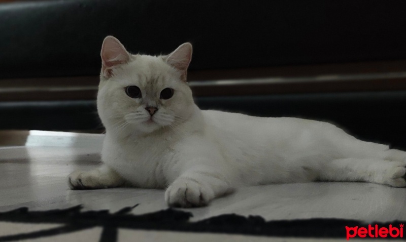 British Shorthair, Kedi  Venüs fotoğrafı