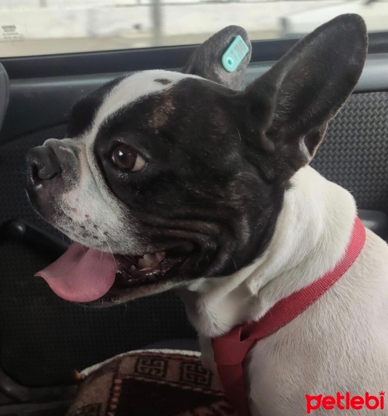 Fransız Bulldog, Köpek  Badi fotoğrafı