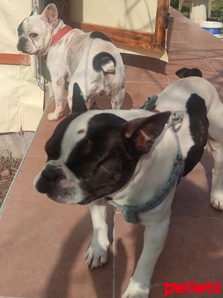Fransız Bulldog, Köpek  Badi fotoğrafı