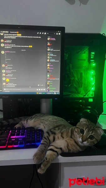 Van Kedisi, Kedi  Miya fotoğrafı