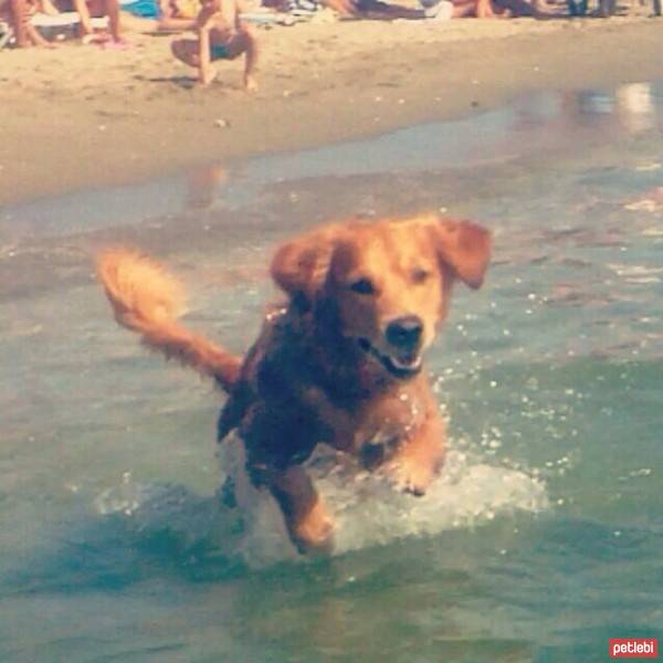 Golden Retriever, Köpek  tarçın fotoğrafı