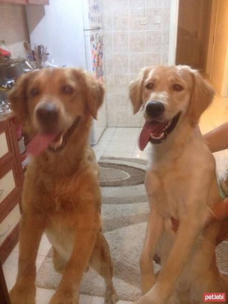 Golden Retriever, Köpek  tarçın fotoğrafı