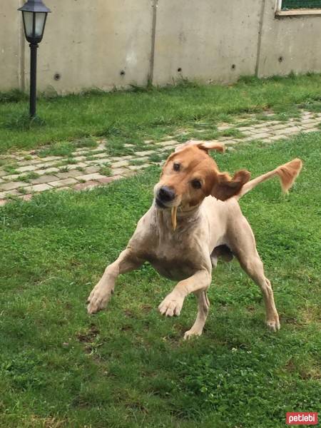 Golden Retriever, Köpek  tarçın fotoğrafı