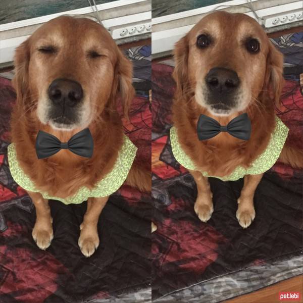 Golden Retriever, Köpek  tarçın fotoğrafı