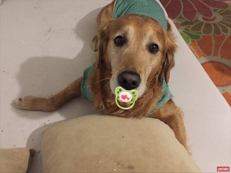 Golden Retriever, Köpek  tarçın fotoğrafı