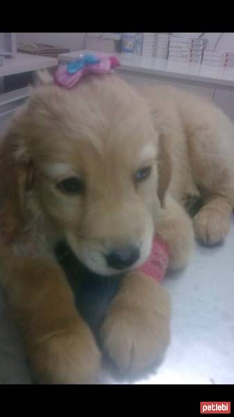 Golden Retriever, Köpek  tarçın fotoğrafı