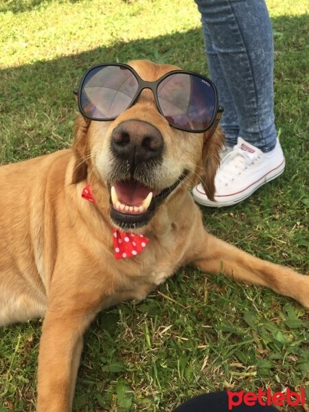 Golden Retriever, Köpek  tarçın fotoğrafı