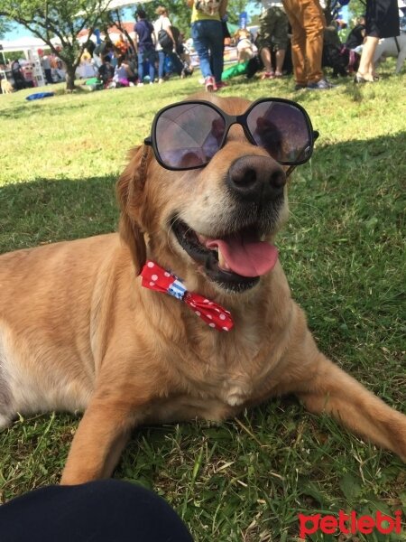 Golden Retriever, Köpek  tarçın fotoğrafı