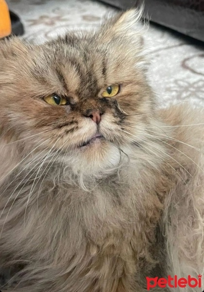 İran Kedisi (Persian), Kedi  Minnoş fotoğrafı