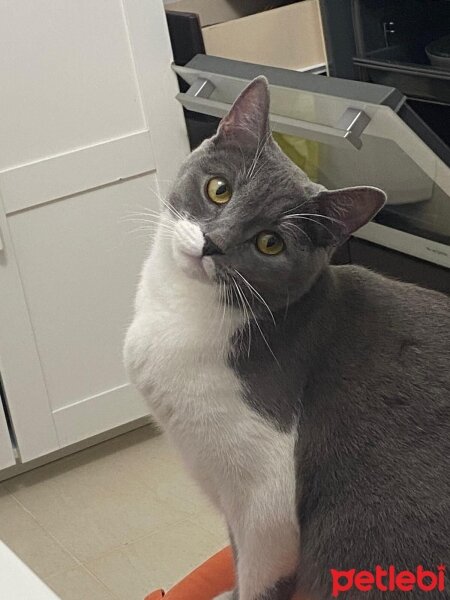 British Shorthair, Kedi  maya fotoğrafı