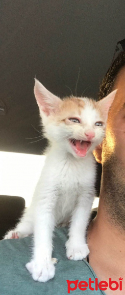 Tekir Kedi, Kedi  Limon fotoğrafı