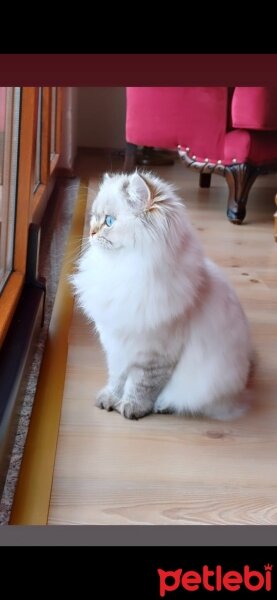 British Longhair, Kedi  Maviş fotoğrafı