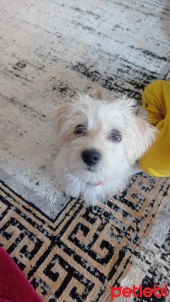 Yorkshire Terrier, Köpek  ponçik fotoğrafı