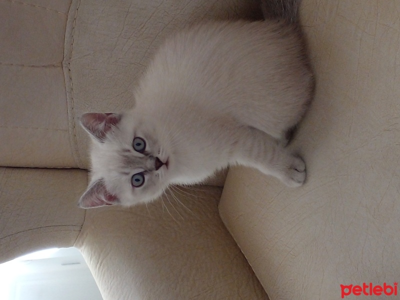 British Shorthair, Kedi  Balim fotoğrafı