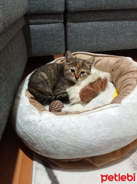 Tekir Kedi, Kedi  Mia fotoğrafı