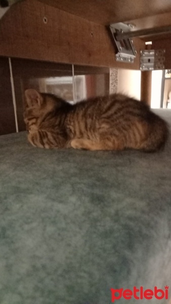 Tekir Kedi, Kedi  Mia fotoğrafı