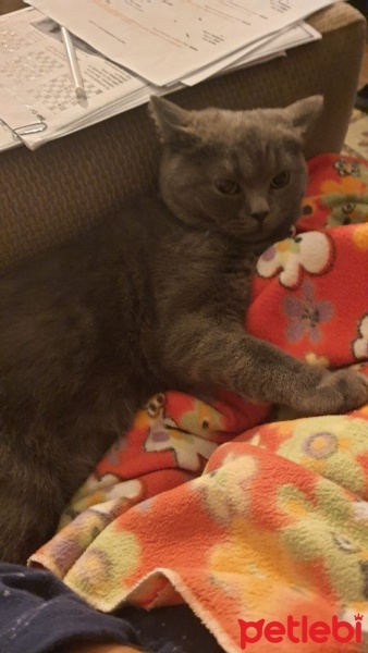 British Shorthair, Kedi  duman fotoğrafı