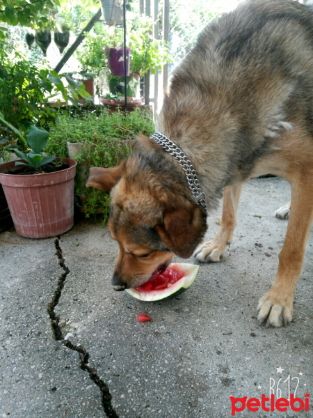 Alman Çoban Köpeği, Köpek  Raşa fotoğrafı