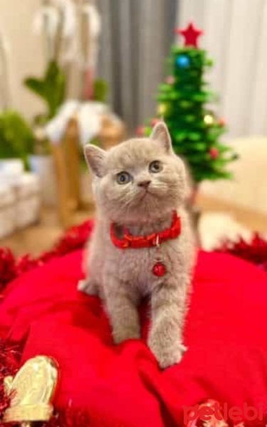 British Shorthair, Kedi  Gümüş fotoğrafı