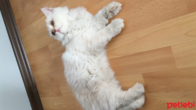 İran Kedisi (Persian), Kedi  Hector fotoğrafı