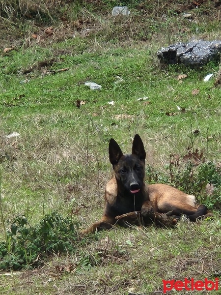 Belçika Malinois, Köpek  Zeyna fotoğrafı