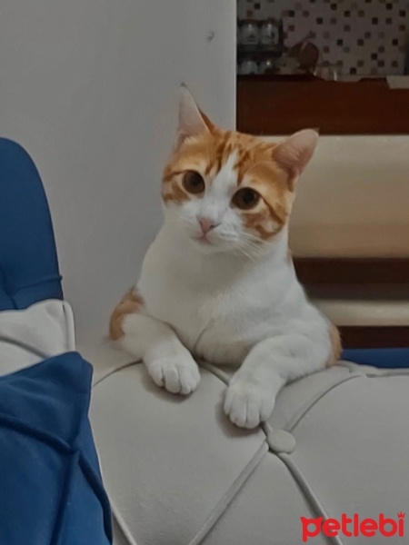 Sarman, Kedi  Mercimek fotoğrafı
