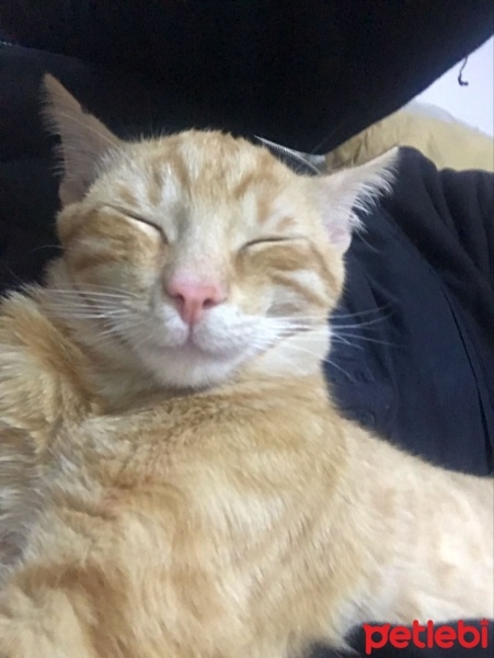 Sarman, Kedi  Mavi fotoğrafı