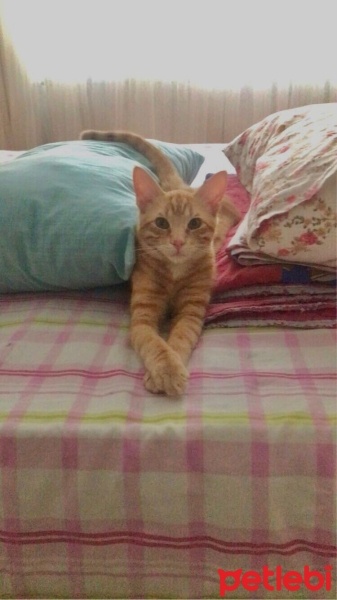 Sarman, Kedi  Mavi fotoğrafı
