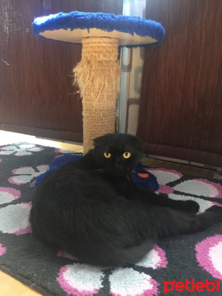 Scottish Fold, Kedi  Kırpık fotoğrafı