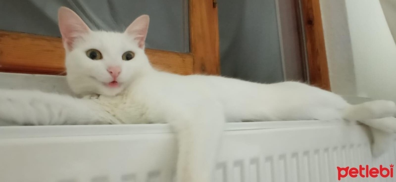 Ankara Kedisi, Kedi  Sütlaç fotoğrafı