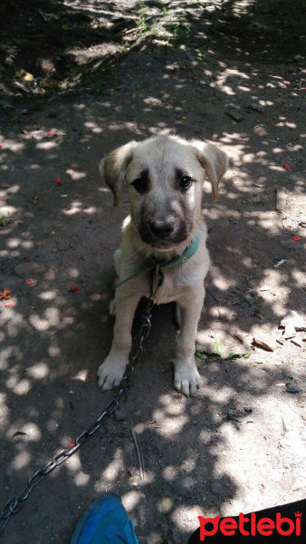 Kangal, Köpek  Paşa fotoğrafı