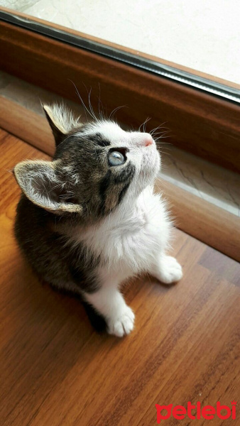 Tekir Kedi, Kedi  Poseidon fotoğrafı