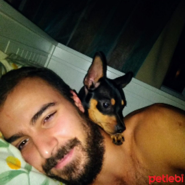 Minyatür Pinscher, Köpek  Ciko fotoğrafı